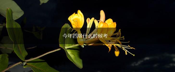 今年四级什么时候考,第1张