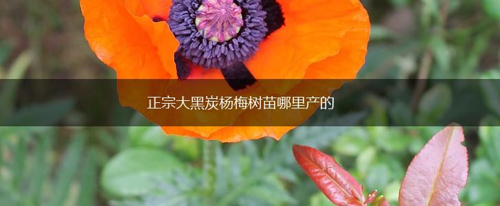 正宗大黑炭杨梅树苗哪里产的,第1张