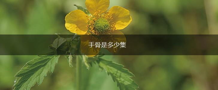 手骨是多少集,第1张