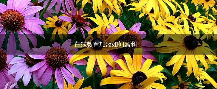 在线教育加盟如何盈利,第1张