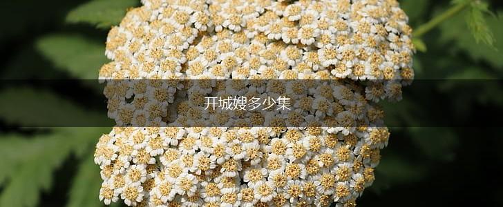 开城嫂多少集,第1张