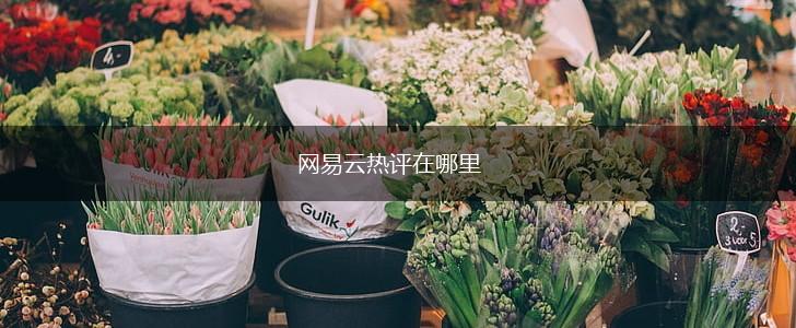 网易云热评在哪里,第1张