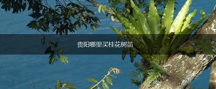 贵阳哪里买桂花树苗,第1张