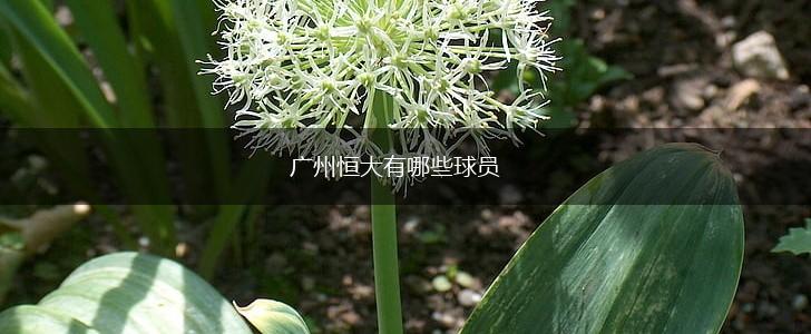 广州恒大有哪些球员,第1张