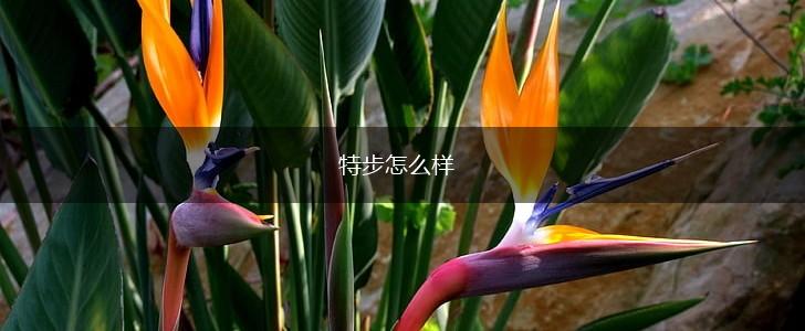 特步怎么样,第1张