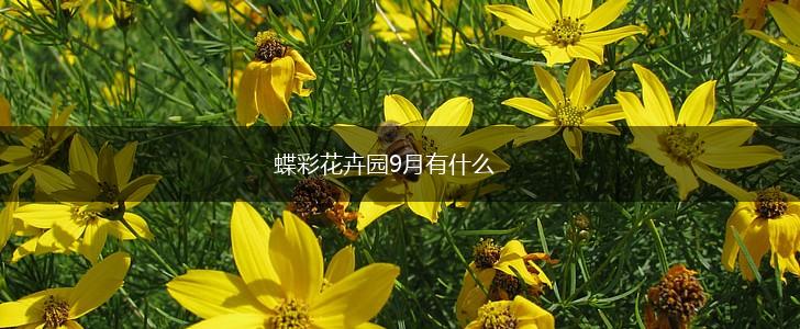 蝶彩花卉园9月有什么,第1张