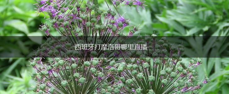 西班牙打摩洛哥哪里直播,第1张