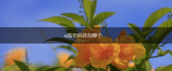 u盾密码是指哪个,第1张
