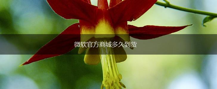 微软官方商城多久到货,第1张
