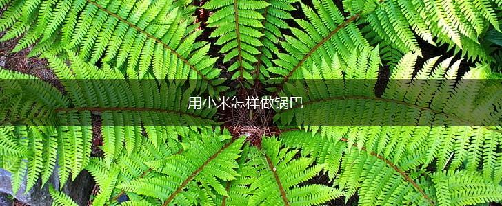 用小米怎样做锅巴,第1张