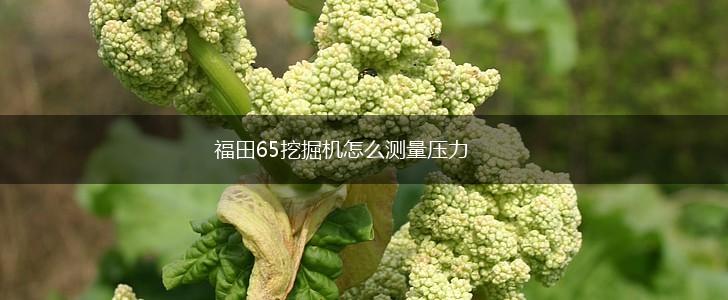 福田65挖掘机怎么测量压力,第1张