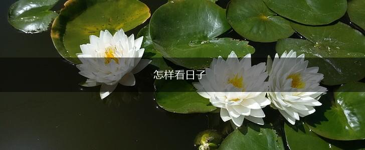 怎样看日子,第1张