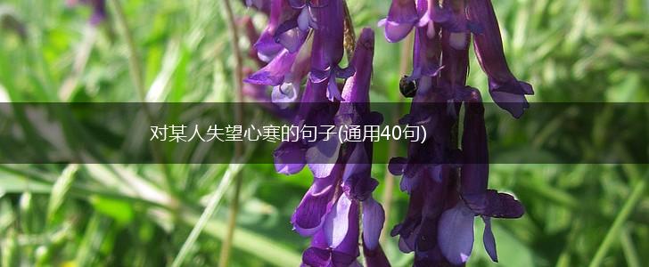 对某人失望心寒的句子(通用40句),第1张