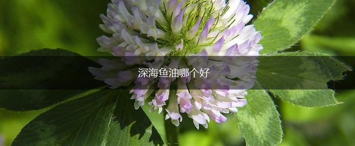 深海鱼油哪个好,第1张