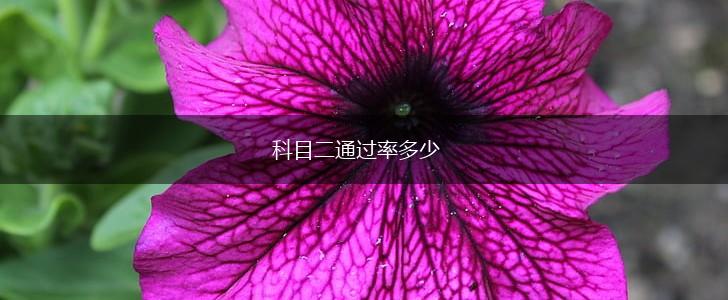 科目二通过率多少,第1张
