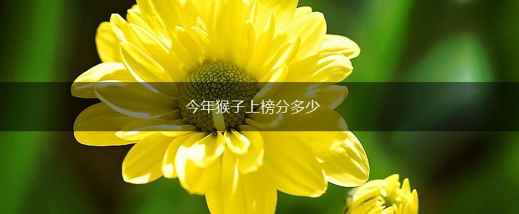 今年猴子上榜分多少,第1张