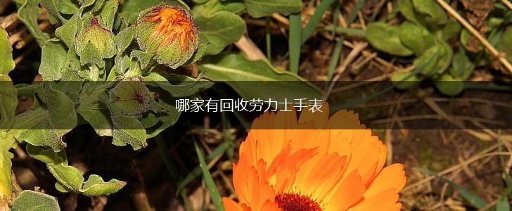 哪家有回收劳力士手表,第1张