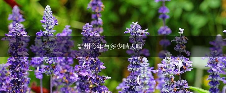 温州今年有多少晴天啊,第1张