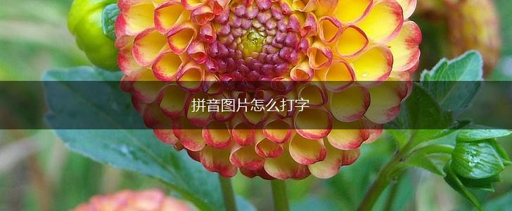 拼音图片怎么打字,第1张