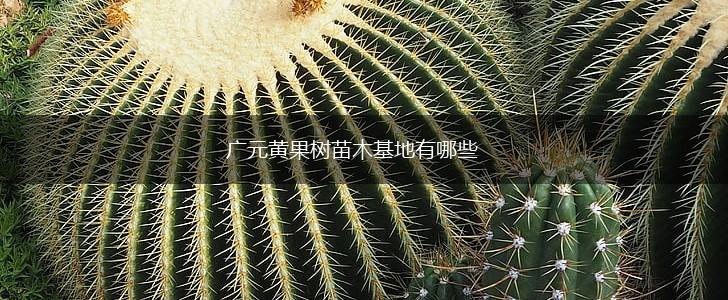 广元黄果树苗木基地有哪些,第1张
