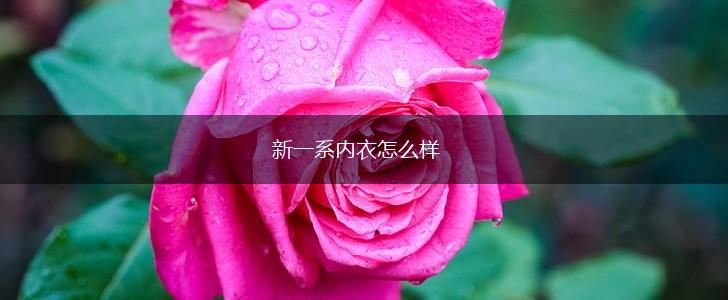 新一系内衣怎么样,第1张
