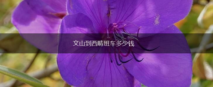 文山到西畴班车多少钱,第1张
