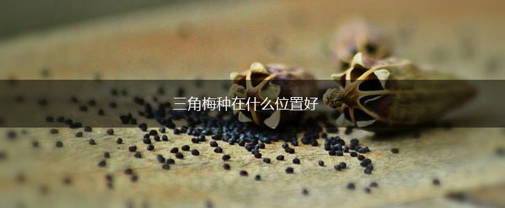 三角梅种在什么位置好,第1张