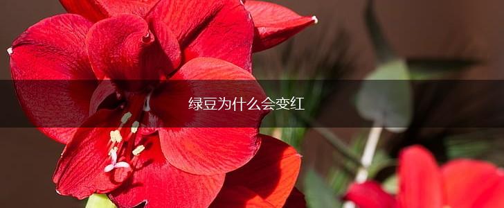 绿豆为什么会变红,第1张