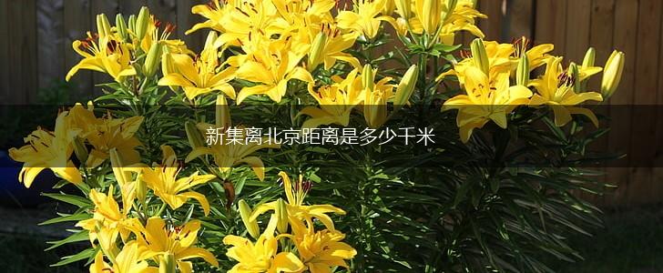新集离北京距离是多少千米,第1张