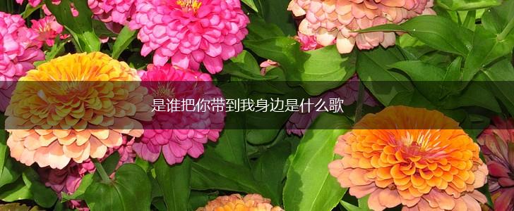 是谁把你带到我身边是什么歌,第1张