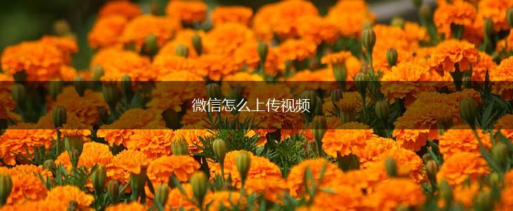微信怎么上传视频,第1张