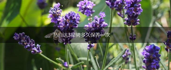 马自达3星骋多久保养一次,第1张