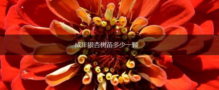 成年银杏树苗多少一颗,第1张