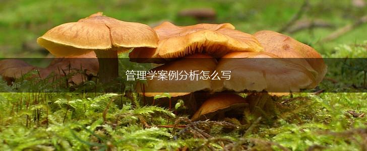 管理学案例分析怎么写,第1张