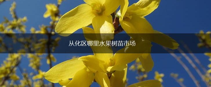 从化区哪里水果树苗市场,第1张