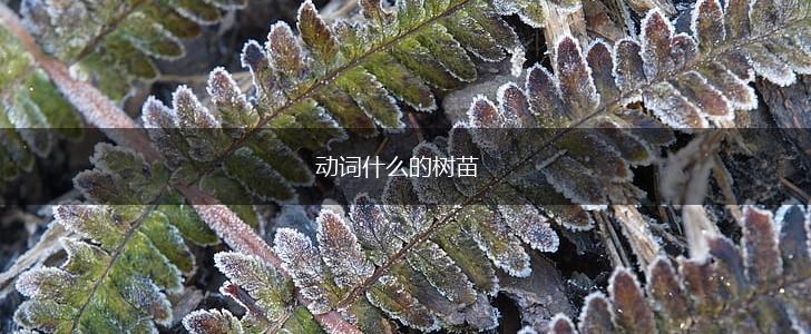 动词什么的树苗,第1张
