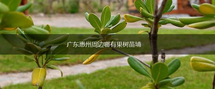 广东惠州周边哪有果树苗埔,第1张