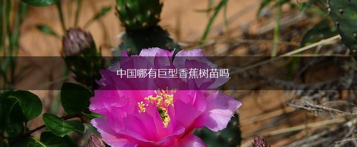 中国哪有巨型香蕉树苗吗,第1张