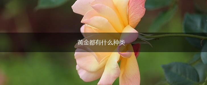 黄金都有什么种类,第1张