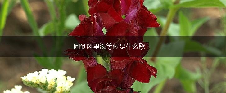 回到风里没等候是什么歌,第1张