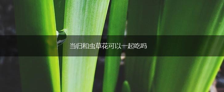 当归和虫草花可以一起吃吗,第1张