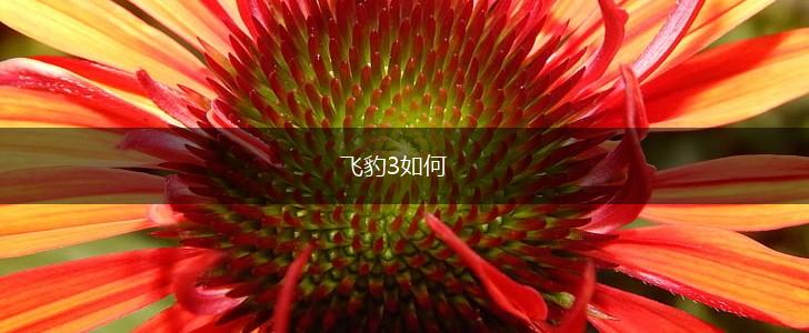 飞豹3如何,第1张