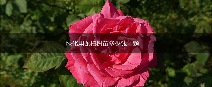 绿化用龙柏树苗多少钱一颗,第1张