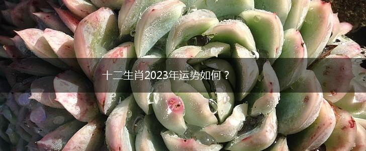 十二生肖2023年运势如何？,第1张