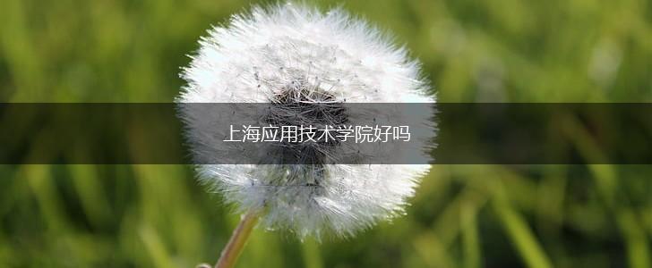 上海应用技术学院好吗,第1张