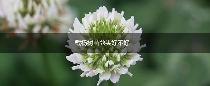 载杨树苗剪头好不好,第1张
