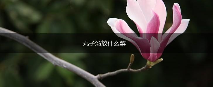 丸子汤放什么菜,第1张
