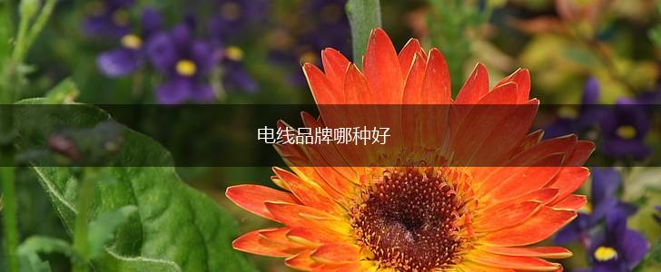电线品牌哪种好,第1张