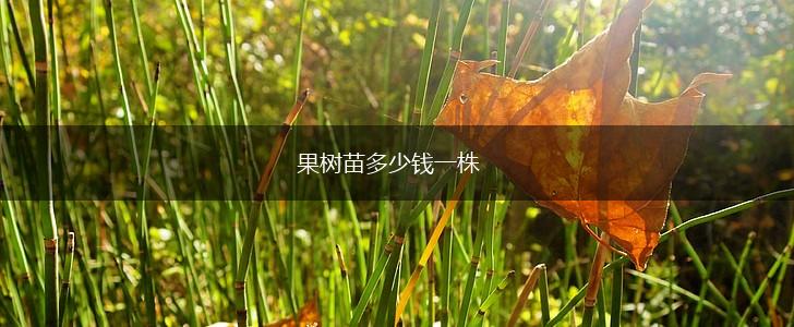果树苗多少钱一株,第1张