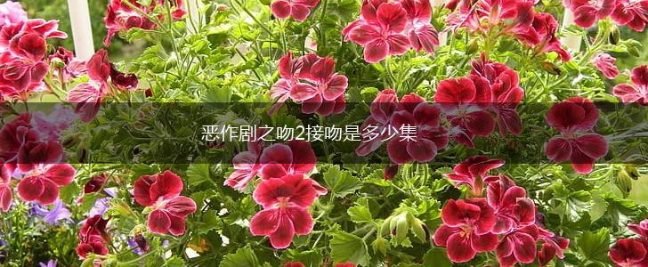 恶作剧之吻2接吻是多少集,第1张
